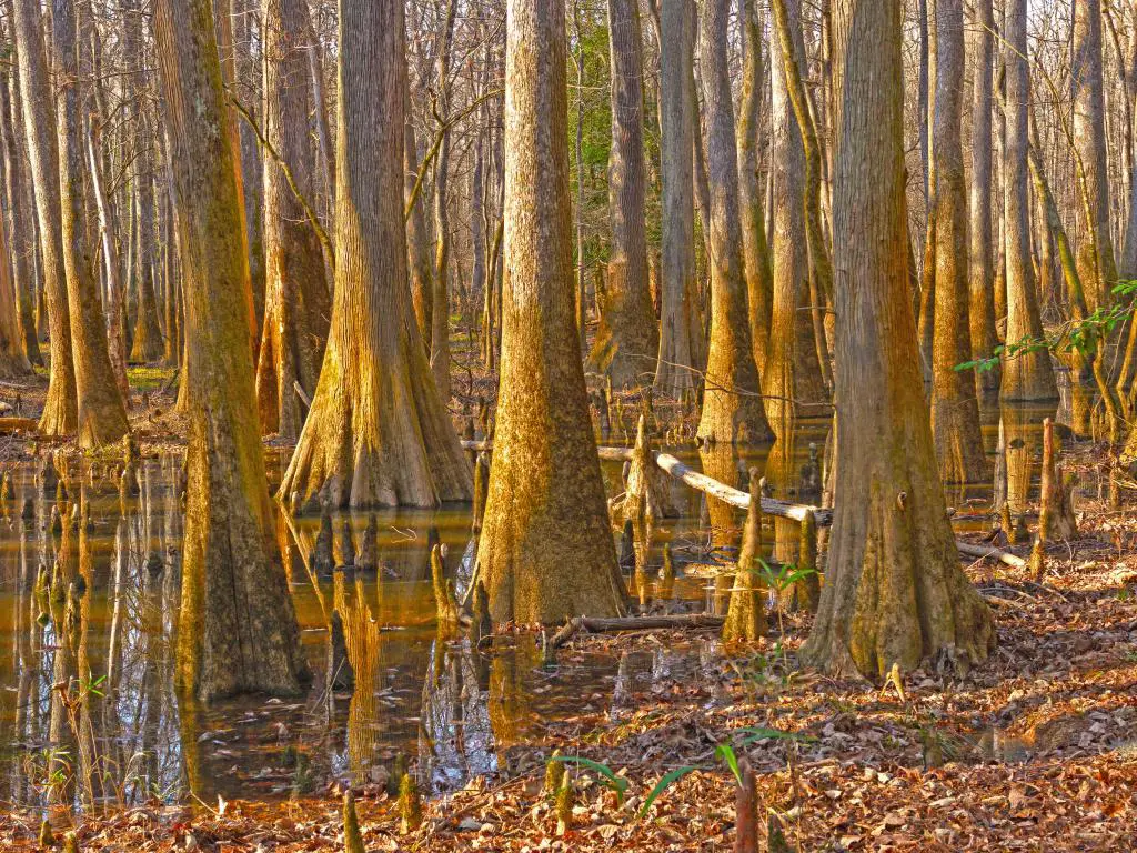 Crecimiento denso en un bosque de Bottomland en el Parque Nacional Congaree en Carolina del Sur.