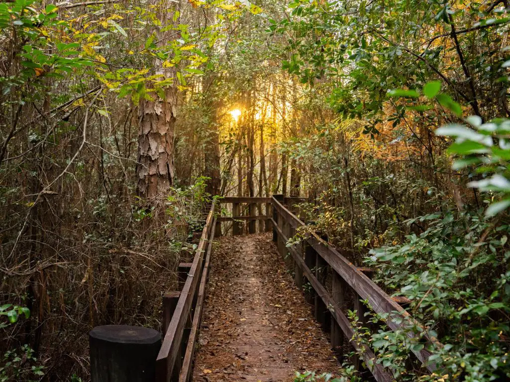 Camino de madera en Blackwater River State Park en Pensacola, Florida.