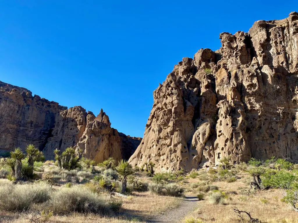 Mojave Nation Preserve, California, EE.UU. tomada en Hole-in-the-Wall Rings Trail en un día claro y soleado, pastos en primer plano.