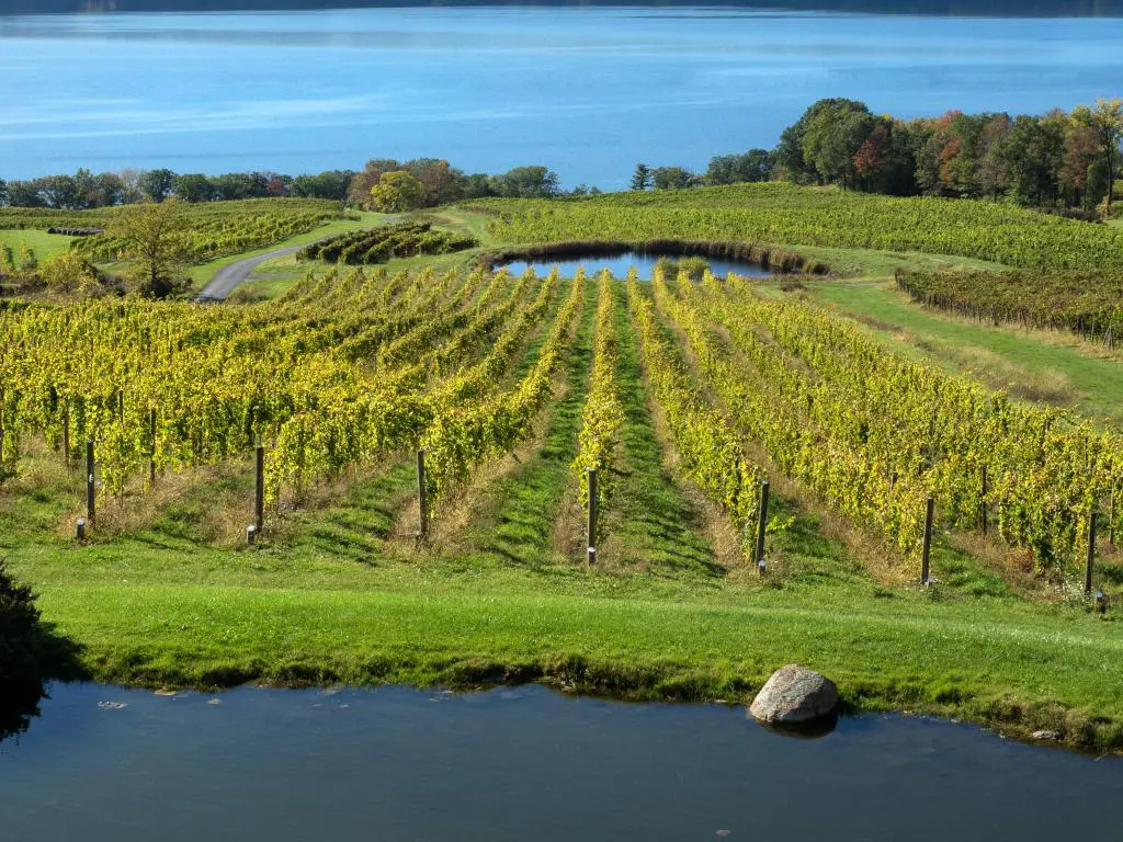 Seneca Lake Wine Trail, Finger Lakes de Nueva York, EE.UU. con viñedos en primer plano y un lago azul en la distancia tomada en un día soleado.