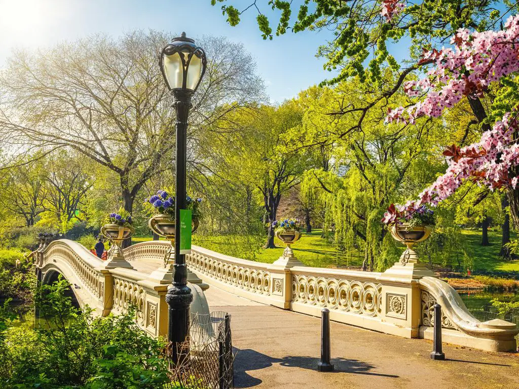 Pasarela de piedra clara que cruza el lago en Central Park con flor de cerezo rosa y césped verde vibrante y follaje en el fondo