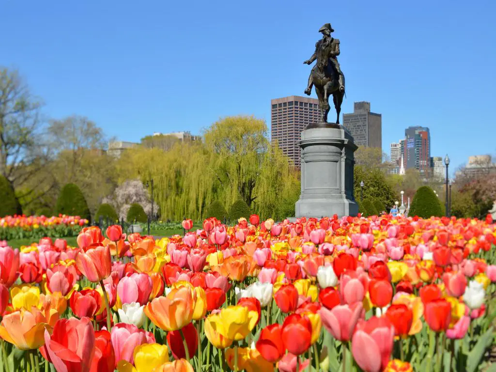 Estatua de George Washington a caballo vista desde un ángulo bajo, rodeada de tulipanes de colores brillantes