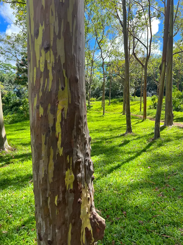 árboles de eucalipto arcoíris Keahua Arboretum