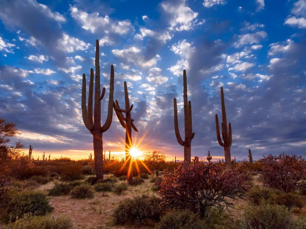 Paisaje desértico de Arizona con cactus Saguaro al atardecer en el Parque Nacional Saguaro.