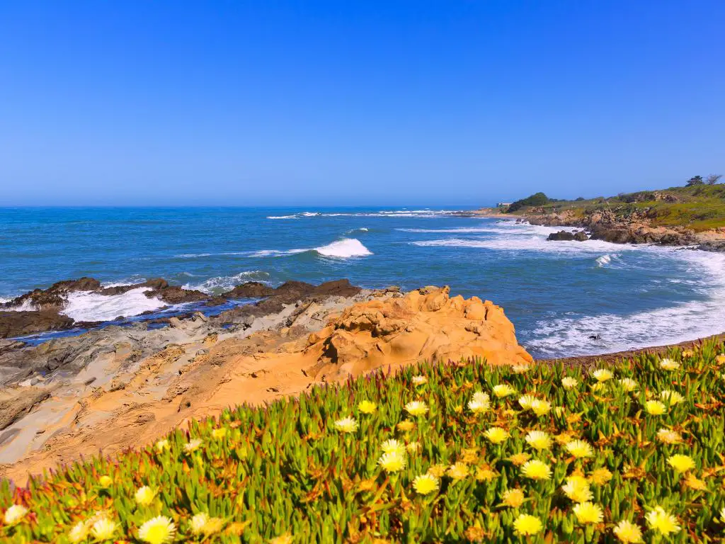 Bean Hollow State Beach, California, EE.UU. con flores en primer plano, suelo rocoso y luego una playa y un mar más allá tomadas en un día soleado.