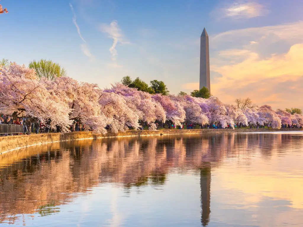 Washington DC, EE.UU. en la cuenca de marea con el Monumento a Washington en la temporada de primavera y el lago que refleja los árboles.  Tomada en una hermosa puesta de sol.
