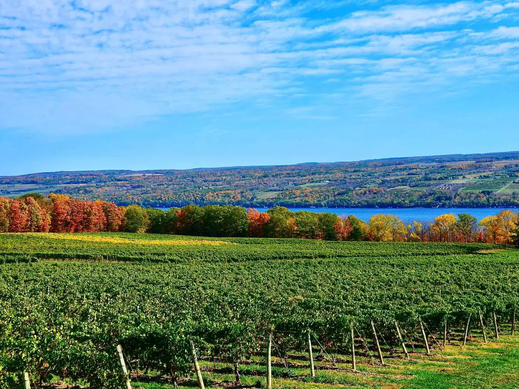 Paisaje con viñedos de uva verde, colores otoñales que comienzan a mostrarse en las colinas y el lago Seneca, la región vinícola de Finger Lakes, Nueva York.