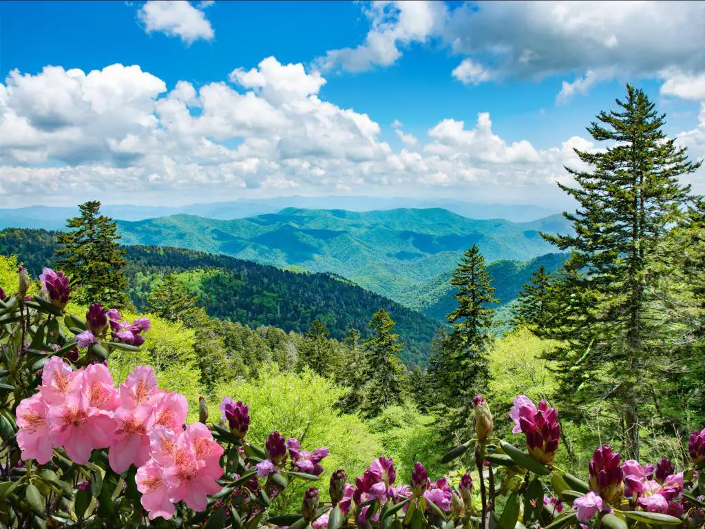 Hermosas azaleas que florecen en las montañas.  Colinas verdes, prados, bosques y cielo de fondo.  Paisaje de montaña de verano.  Cerca de Asheville, Blue Ridge Mountains, Carolina del Norte, Estados Unidos.