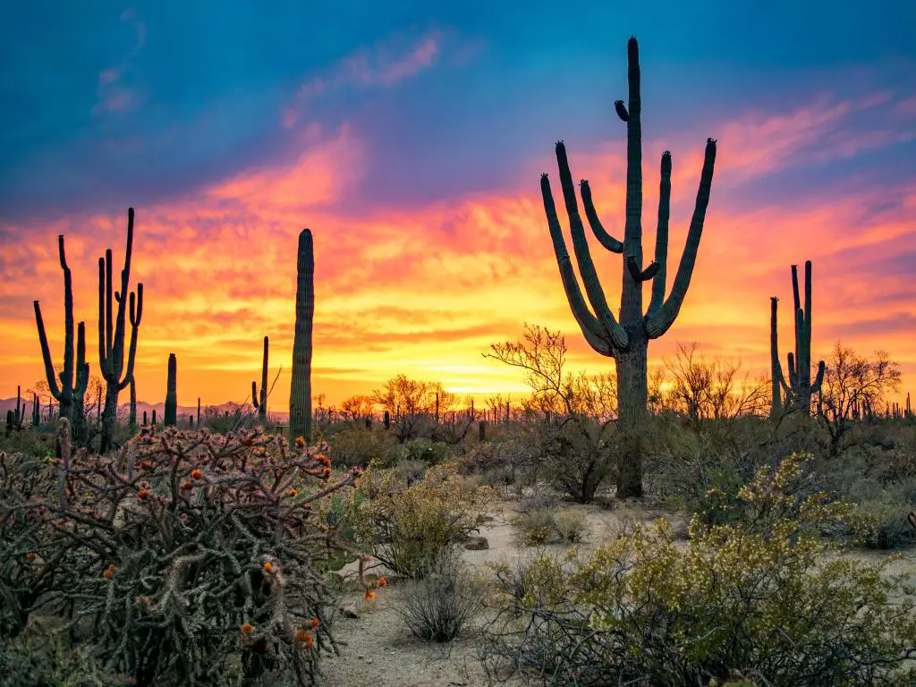 Espectacular puesta de sol en el desierto de Arizona: Cielo colorido y cactus/ Saguaros en primer plano - Parque Nacional Saguaro, Arizona, EE.UU.