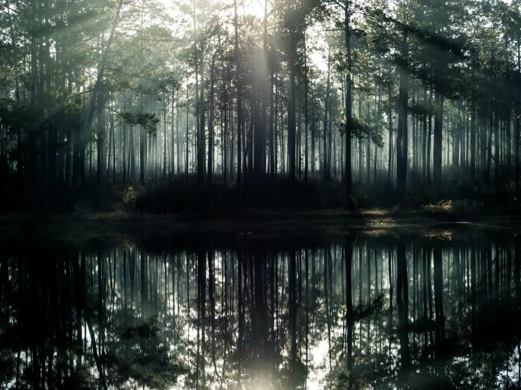 Amanecer sobre el lago con árboles en la orilla reflejado en aguas tranquilas y aumento de niebla