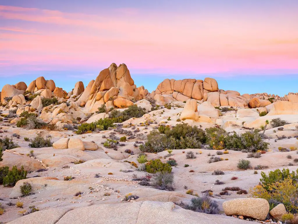 Parque Nacional Joshua Tree, desierto de Mojave, California, tomada al atardecer con un cielo rosa y flores silvestres en primer plano, rocas en el fondo.