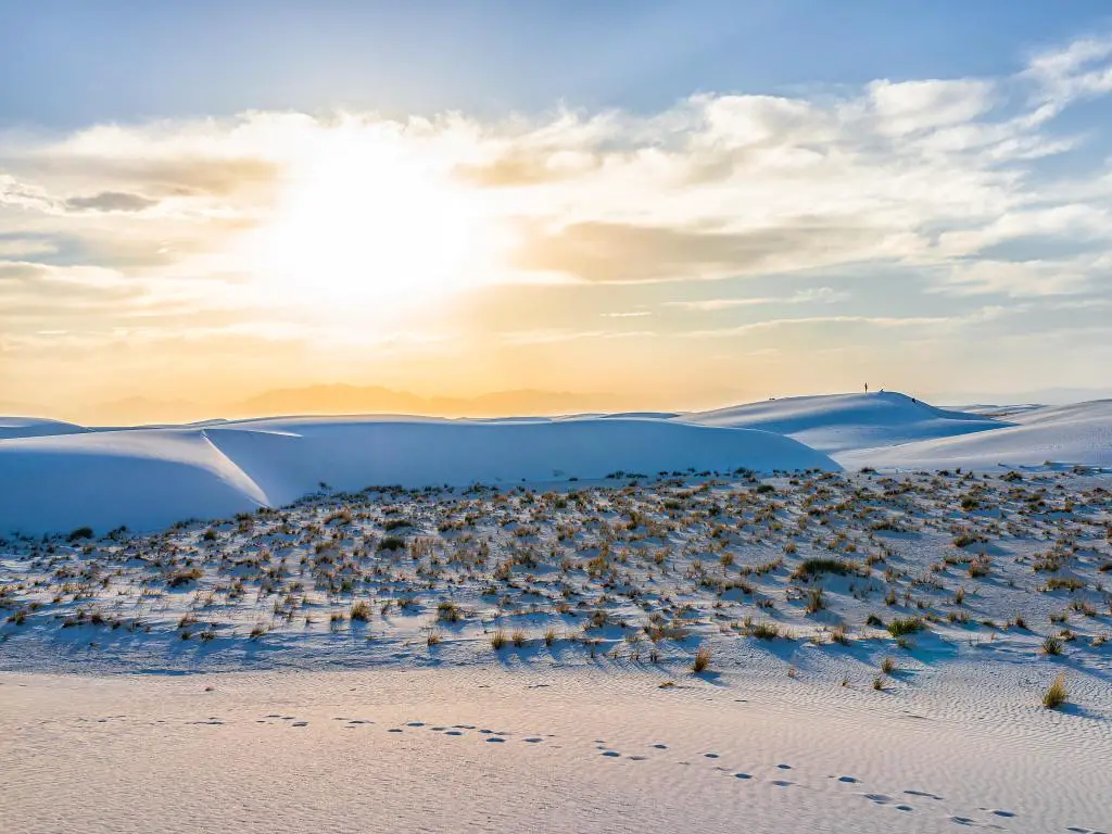 Parque Nacional White Sands, Nuevo México con dunas de arena blanca y plantas arbustivas en primer plano, montañas Organ en el horizonte durante una colorida puesta de sol amarilla.