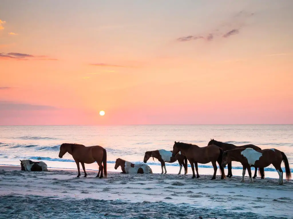 Caballos en la playa de arena al amanecer en Assateague National Seashore