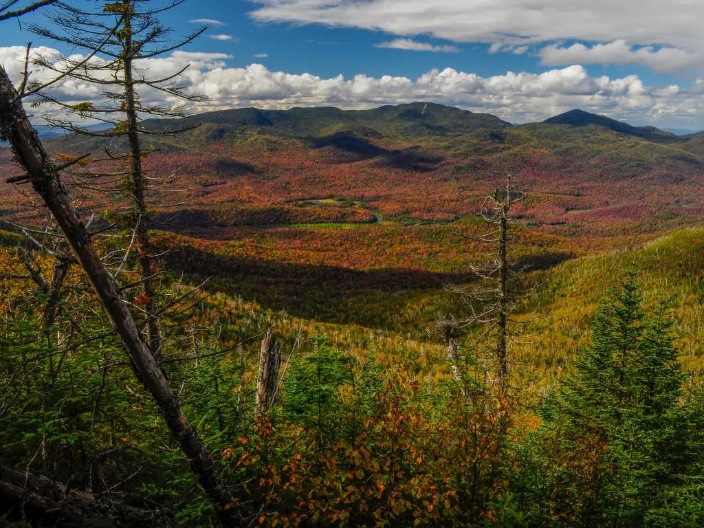   High Peaks Wilderness Area, Adirondack Forest Preserve, Nueva York con árboles y hierba larga en primer plano mirando hacia el valle de hierba roja y amarilla y grandes colinas más allá en un día soleado.