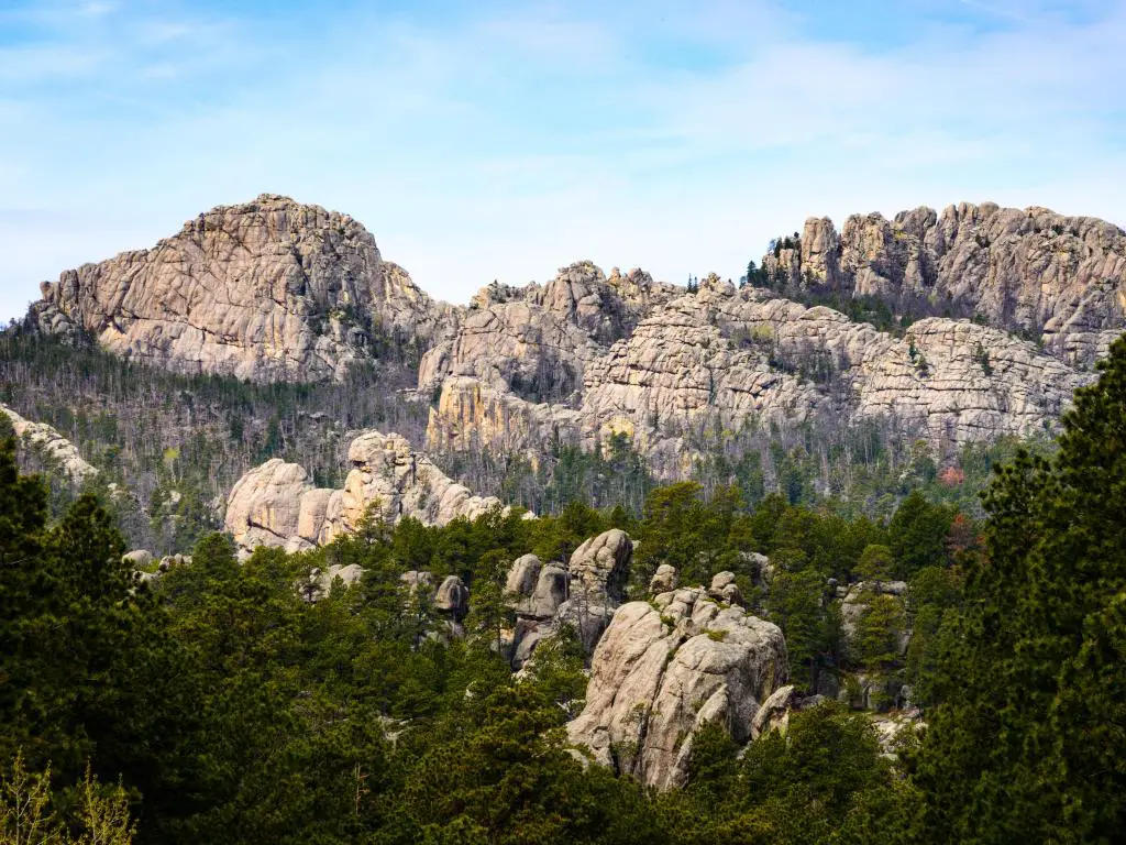 Bosque Nacional Black Hills, EE.UU. con densos bosques y montañas rocosas en la distancia en un día claro y soleado.