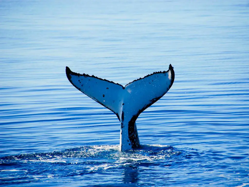 Cola de ballena blanca y negra en el océano