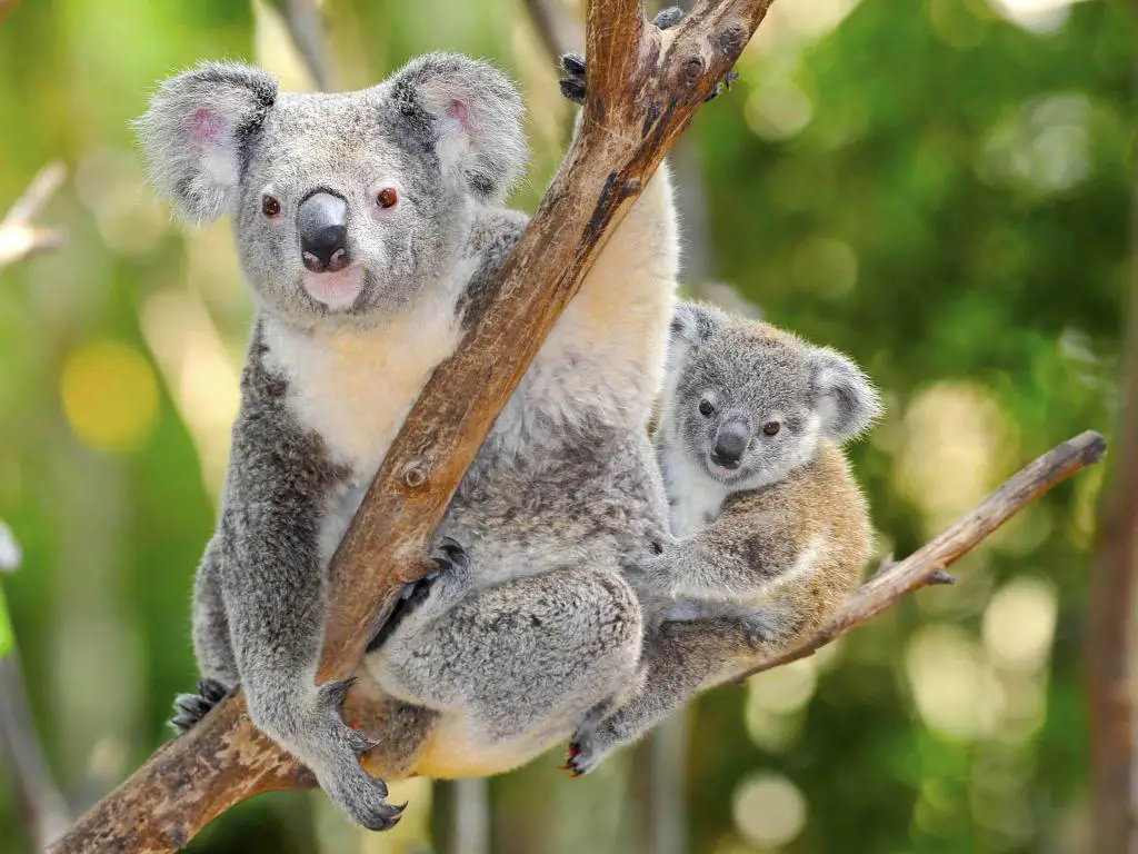 Koala adulto y joven en un árbol de eucalipto, mirando a la cámara