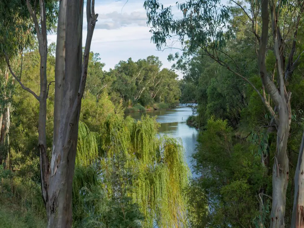 Arroyo de río tranquilo con muchos eucaliptos