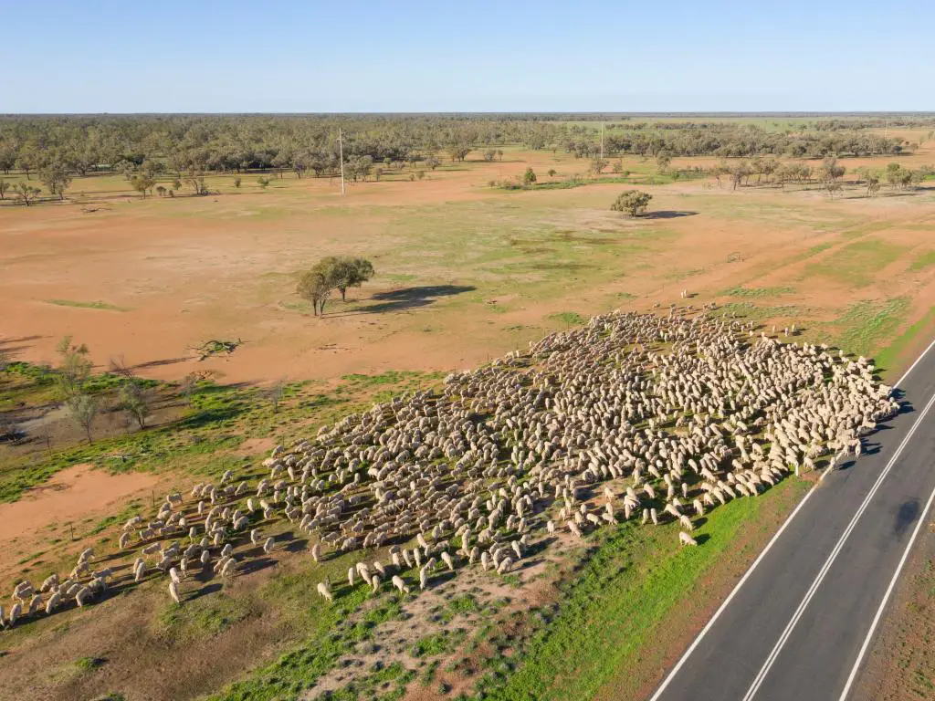 gran rebaño de ovejas en suelo seco junto a la carretera, visto desde arriba