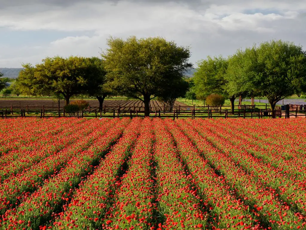 Filas de flores rojas con árboles verdes vibrantes y otro campo detrás