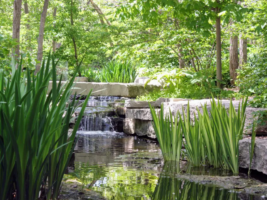 Un hermoso y tranquilo arroyo en Lauritzen Gardens en Omaha, rodeado de exuberantes y altas plantas acuáticas. 