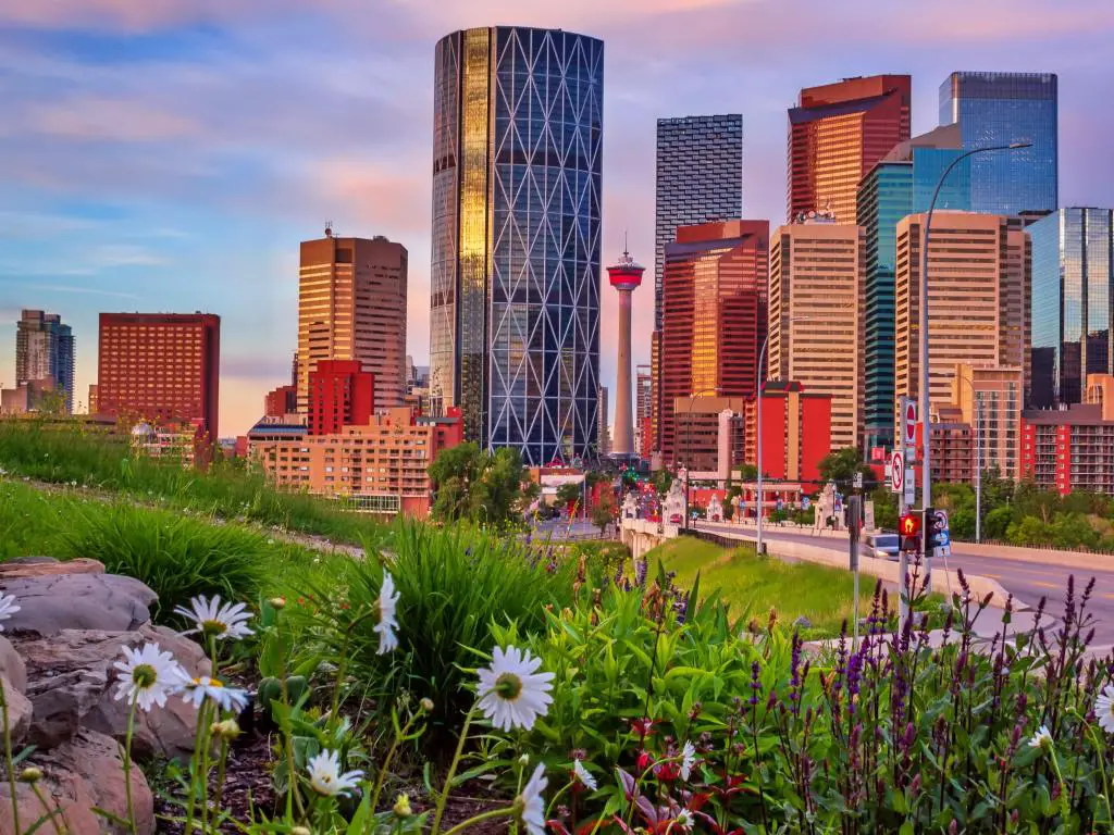 Calgary, Canadá, con flores en primer plano y el horizonte del centro de la ciudad en el fondo, tomadas cuando el sol comienza a ponerse.