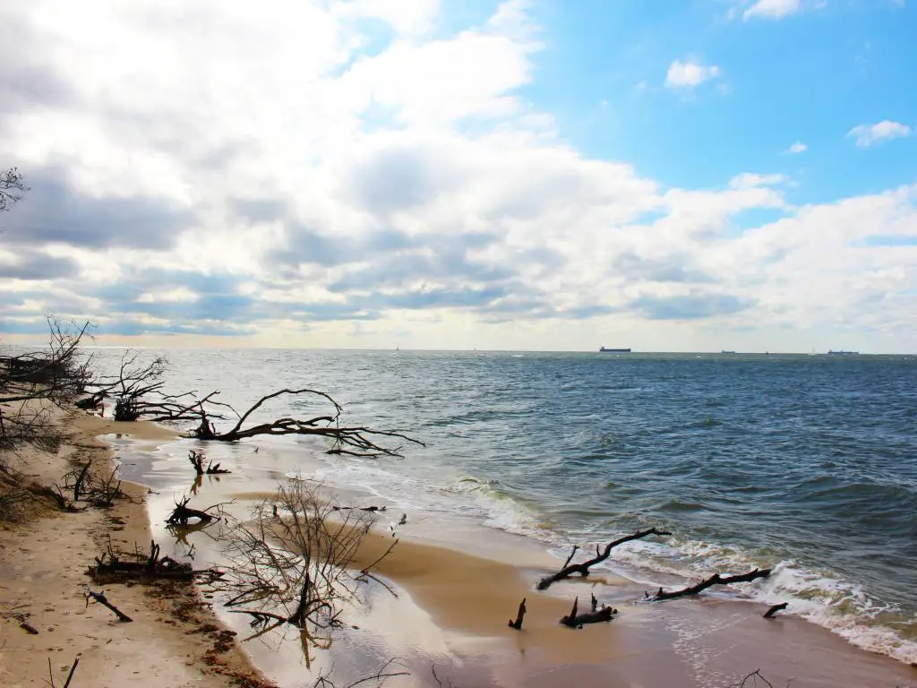Playa de arena desierta con mar en calma y madera a la deriva