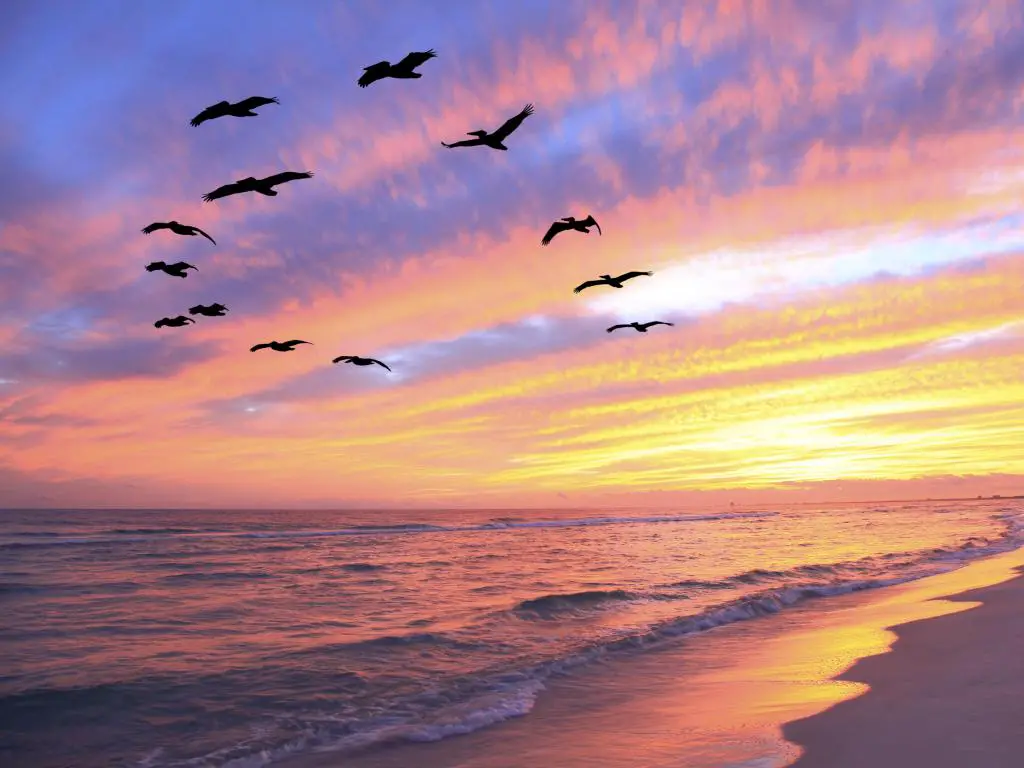 Los pelícanos en silueta vuelan sobre una playa vacía con olas rompiendo suavemente en la luz del atardecer rosa y dorado
