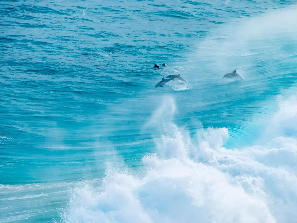 Delfines saltando a través de olas rompientes en agua azul brillante a la luz del sol