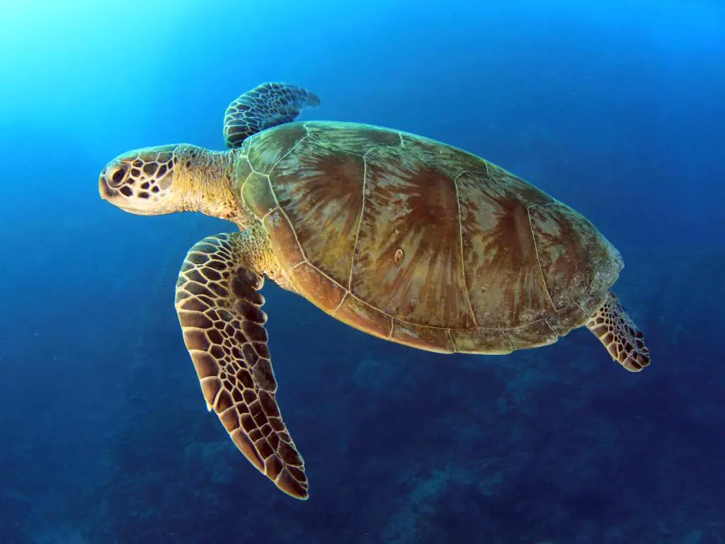 tortuga verde nadando en el océano azul