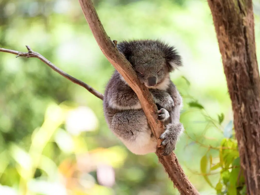 Koala durmiendo acurrucado alrededor de la rama de un árbol de eucalipto a la luz del sol