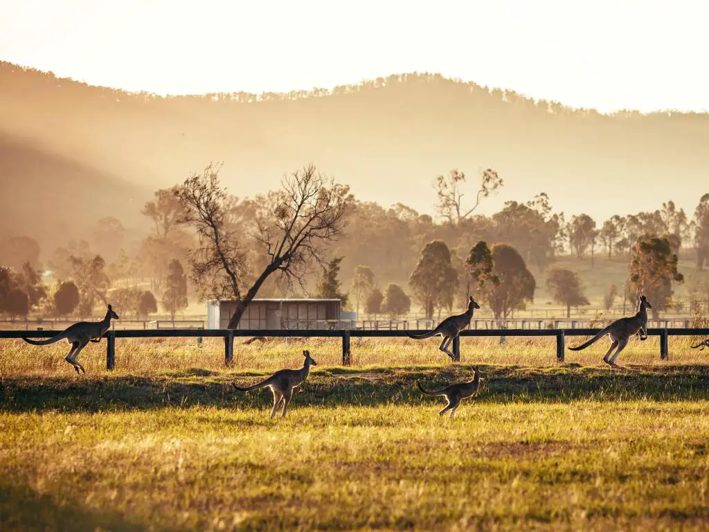 Canguros saltando a través de tierras de cultivo en la brumosa luz de la mañana