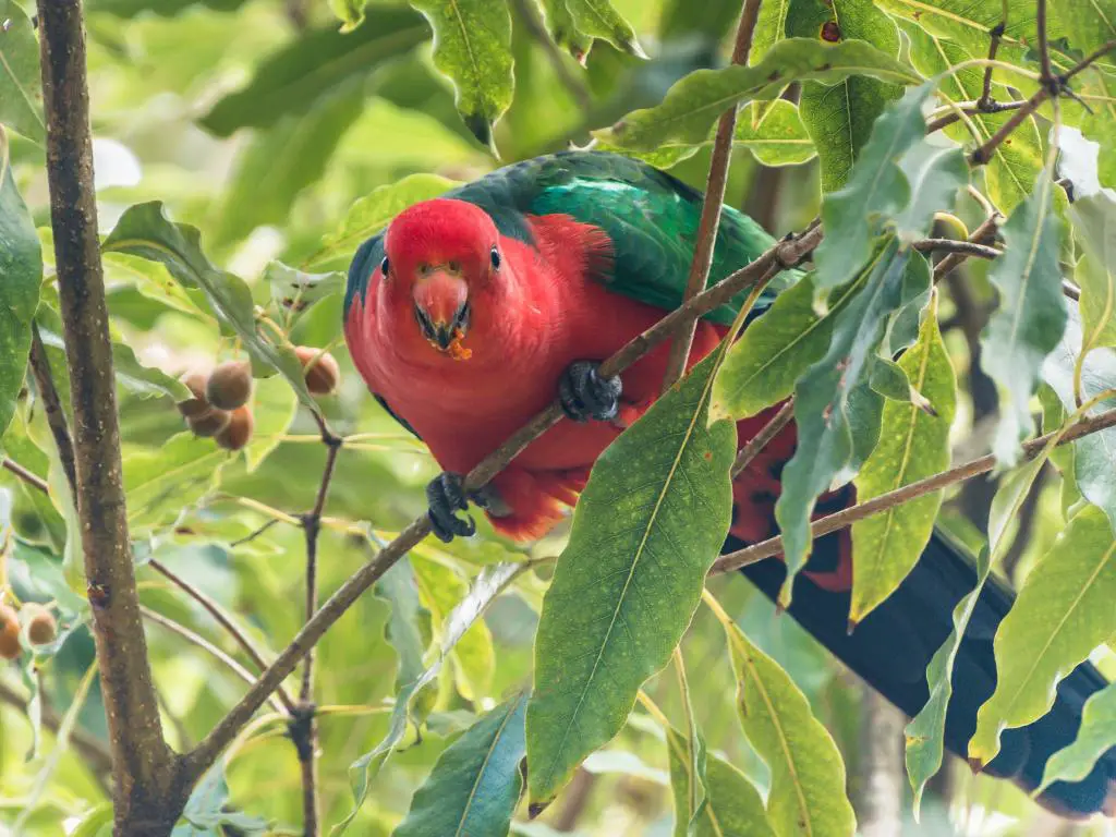 Loro rojo y verde en un árbol verde mirando directamente a la cámara