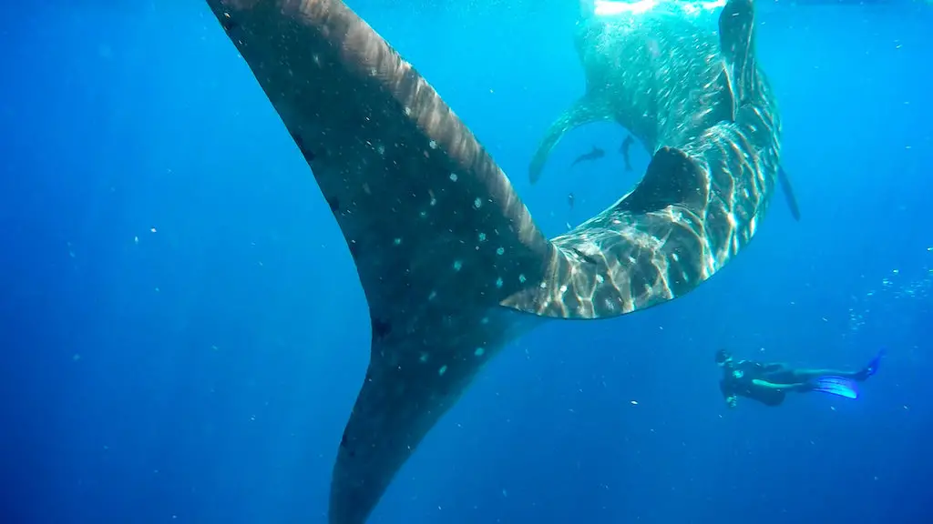 Imagen de un buzo y un tiburón ballena