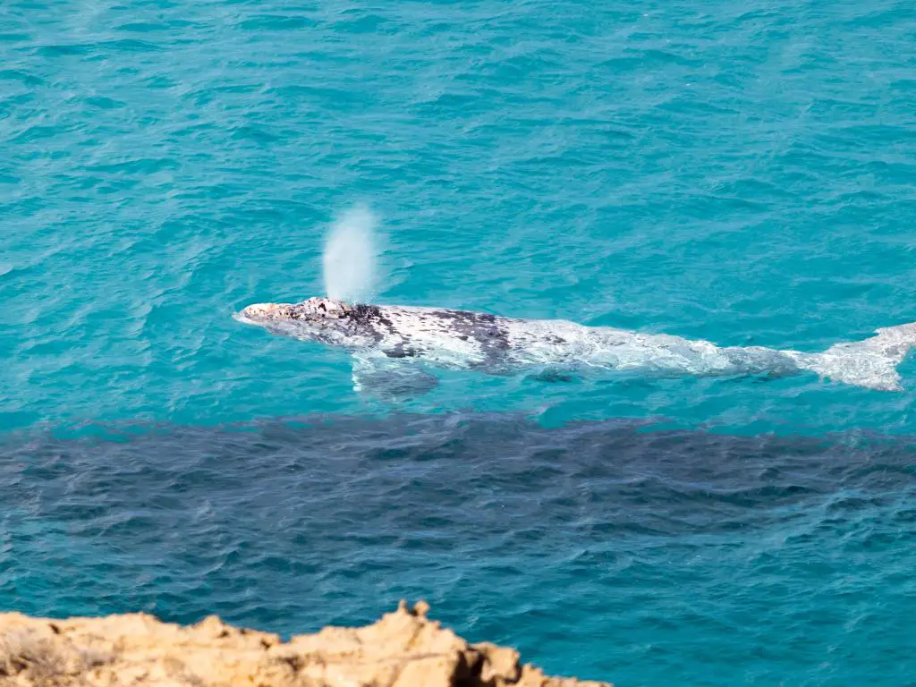 Par de ballenas que soplan agua sobre la superficie del océano.  Madre ballena (vaca) bajo el agua.  Nadar cerca de la orilla
