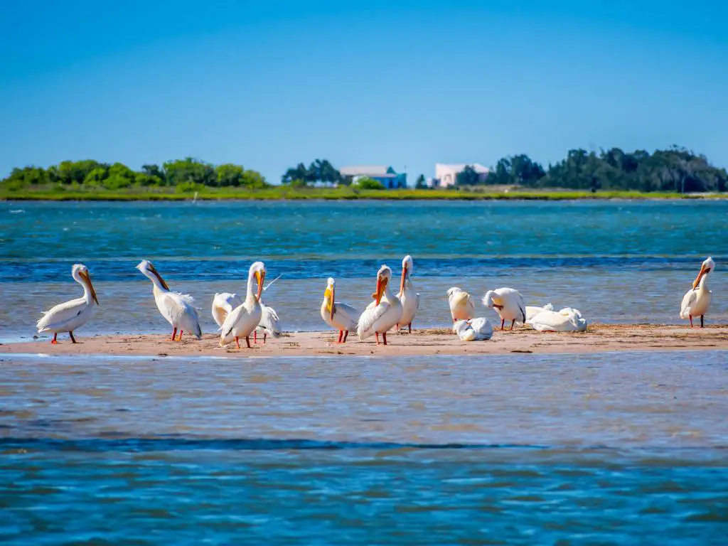 Pelícanos parados en un banco de arena en un océano azul tranquilo con 