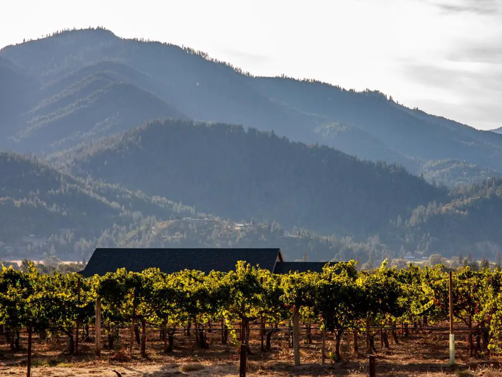 Rogue Valley, Oregón, con un viñedo en primer plano y montañas cubiertas de árboles en la distancia en un día soleado.