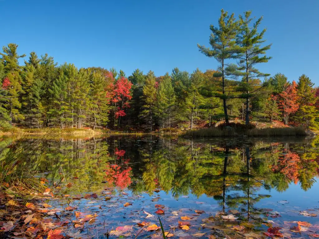 Follaje rojo y verde vibrante en árboles altos reflejados en un lago perfectamente inmóvil