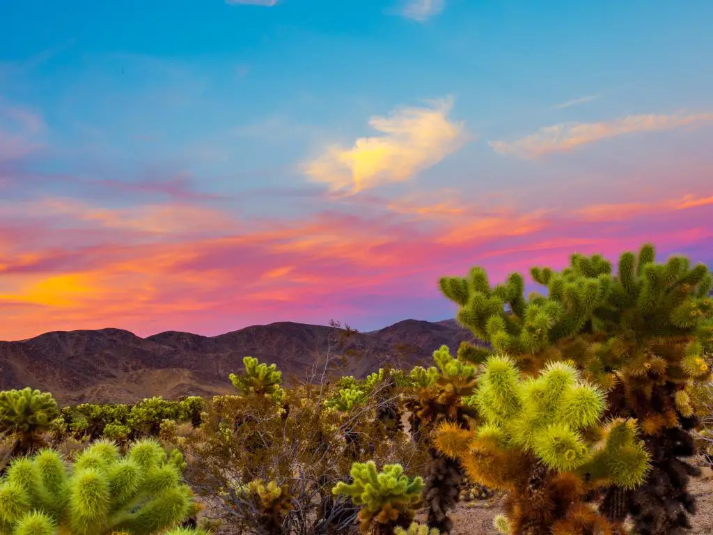 Luz de puesta de sol rosa detrás de montañas oscuras con vibrantes plantas verdes del desierto en primer plano