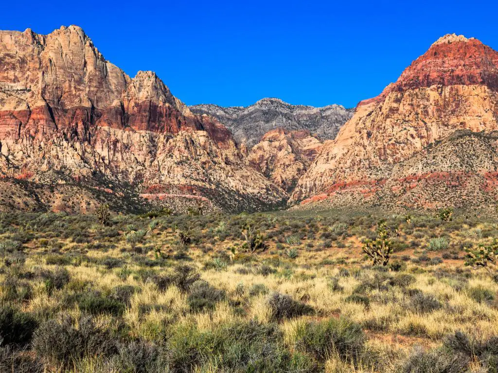Área de conservación de Red Rock Canyon, Nevada con pastos en primer plano y una vista panorámica de las rocas rojas en el fondo contra un cielo azul llamativo.