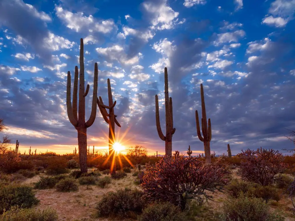Paisaje del desierto de Arizona con cacto Saguaro al atardecer