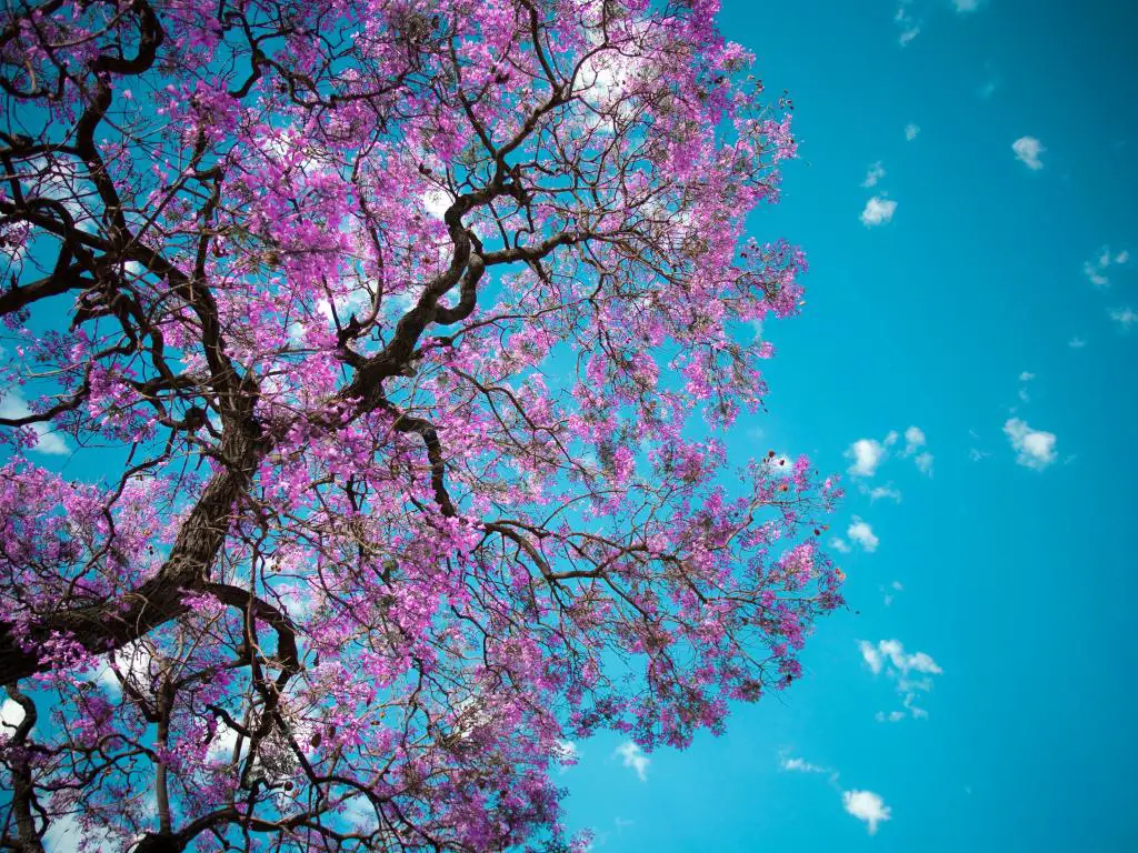 Árbol de Jacaranda en flor púrpura visto desde abajo con un cielo azul brillante