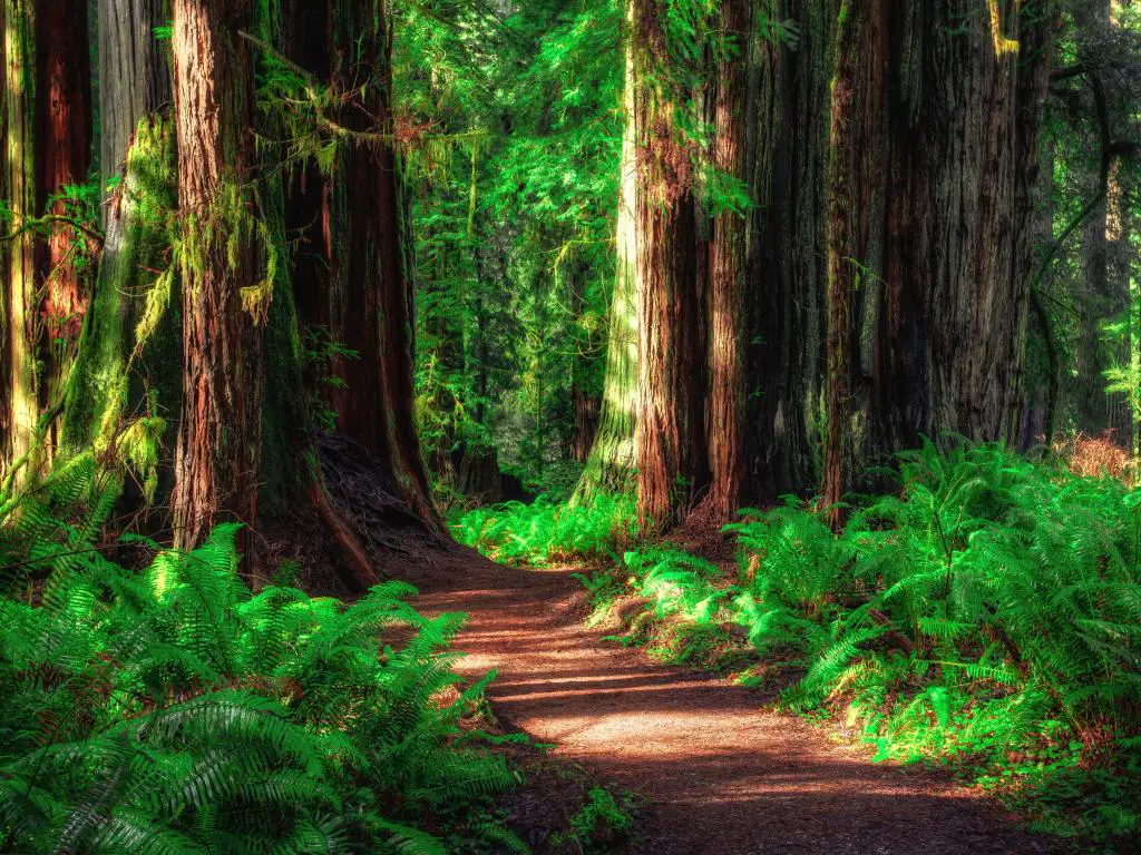 Parques Nacionales Redwoods, EE.UU. tomados dentro del bosque con un camino que lo atraviesa y la luz del sol brillando a través de los árboles. 