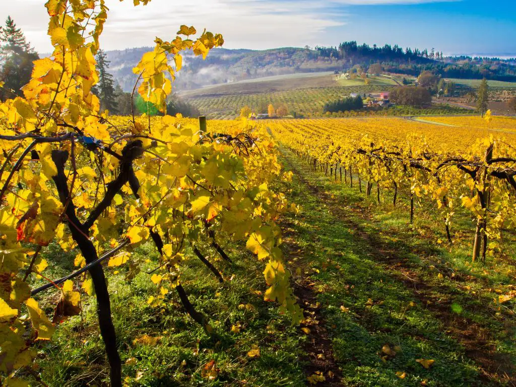Salem, Oregón, con un viñedo en hojas de colores otoñales en el valle de Willamette en primer plano y colinas en la distancia en un día soleado.
