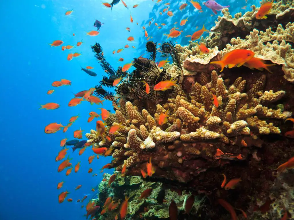 Peces pequeños, principalmente naranjas y negros, nadando alrededor del coral en un mar azul claro