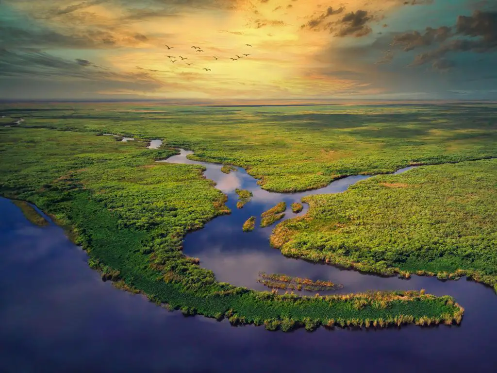 Los Everglades, Florida, tomados como una vista aérea en la puesta de sol de la hora dorada con ríos que atraviesan una exuberante tierra verde y pájaros volando por encima.