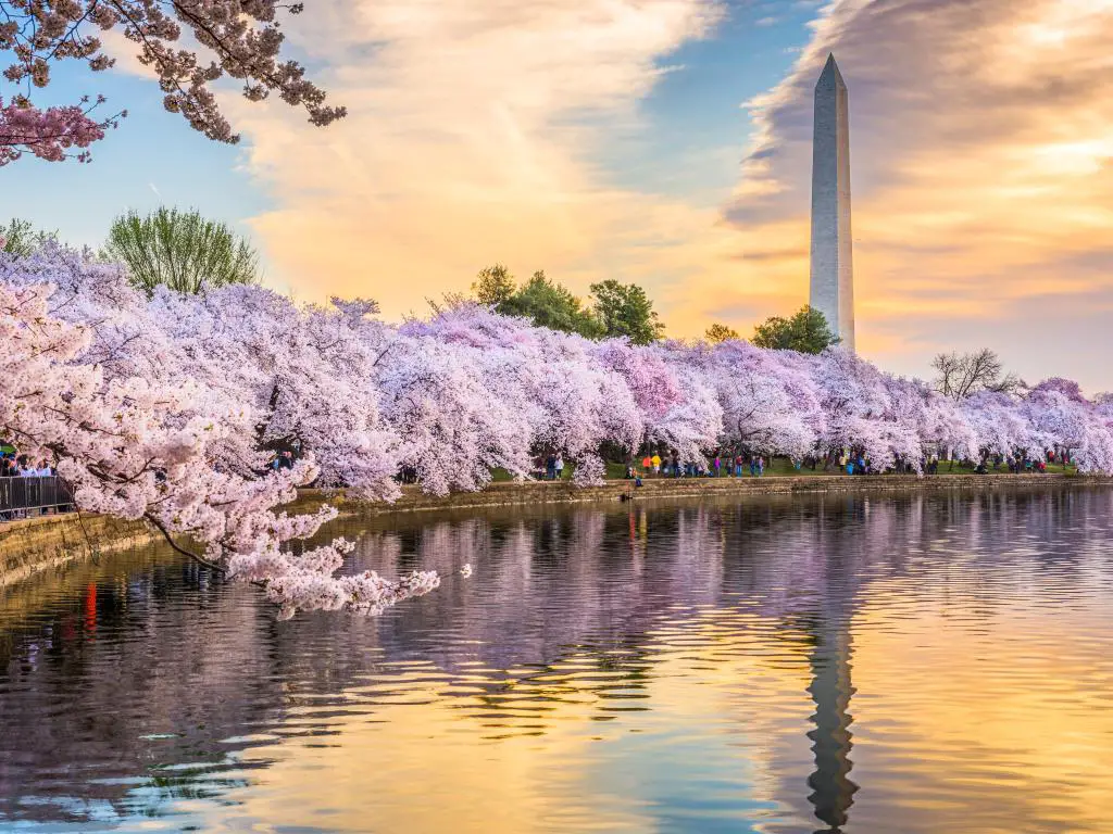 Washington DC en la cuenca de marea con el Monumento a Washington al fondo en la temporada de primavera, con un follaje púrpura que rodea el agua y un cielo suave.
