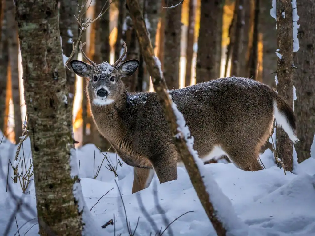 Ciervo parado en el bosque con nieve profunda mirando directamente a la cámara