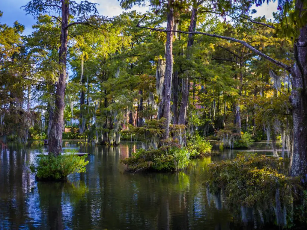 Lafayette, Luisiana, que muestra el hermoso lago Cypress con árboles que crecen fuera del agua en un día soleado.