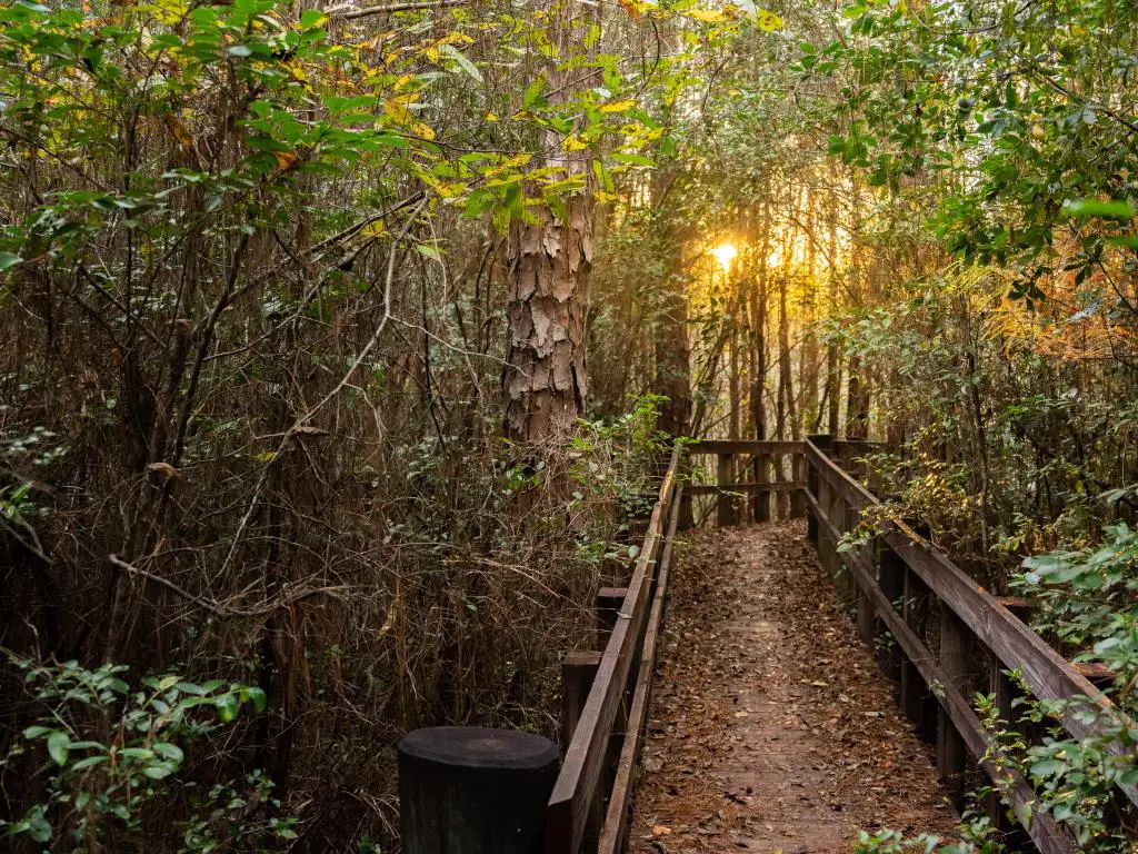 Blackwater River State Forest, Florida, con un camino de madera que conduce a un denso bosque con un sol bajo que brilla a través de los árboles.